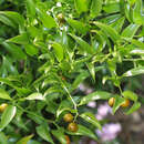 Traubendorn - Danae racemosa