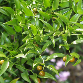 Traubendorn - Danae racemosa