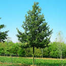 Zerreiche - Quercus cerris