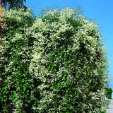 Fallopia baldschuanica - Schlingknöterich