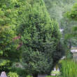 Juniperus communis 'Eva'  weiblich: Bild 3/3
