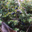 Juniperus communis 'Eva'  weiblich: Bild 1/3