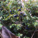 Juniperus communis 'Eva'  weiblich - Weiblicher Heidewacholder, Gewürzwacholder