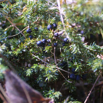 Juniperus communis 'Eva'  weiblich