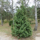 Juniperus communis 'Adam' männlich - Männlicher Heidewacholder