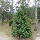 Juniperus communis 'Adam' männlich - Männlicher Heidewacholder