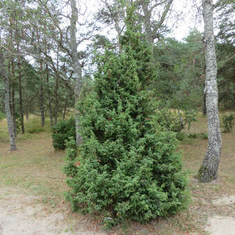 Juniperus communis 'Adam' männlich