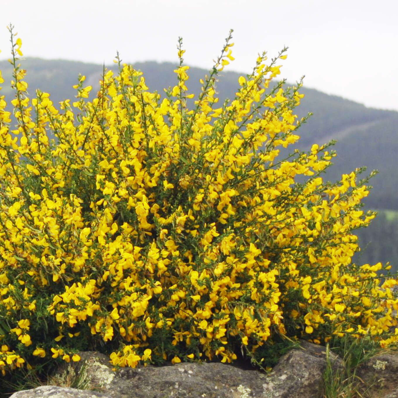 Wilder Besenginster - Cytisus scoparius - gelb