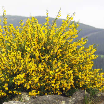 Cytisus scoparius