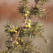 Juniperus communis 'Eva'  weiblich: Bild 2/3