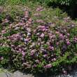 Spiraea japonica 'Little Princess': Bild 2/7