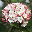 Viburnum carlcephalum: Bild 1/4