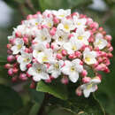 Viburnum carlcephalum - Großer Duftschneeball