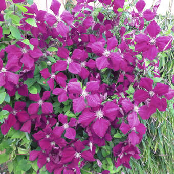 Clematis viticella 'Kermesina'