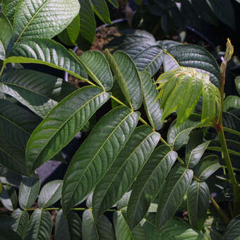 Pterocarya rhoi. 'Kyoto Convention'