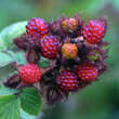 Rubus phoenicolasius: Bild 3/3