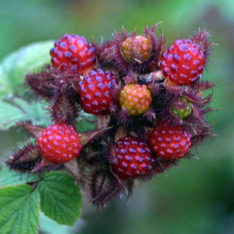 Japanische Weinbeere Rubus Phoenicolasius