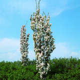 Prunus serrulata 'Amanogawa' - Säulenkirsche