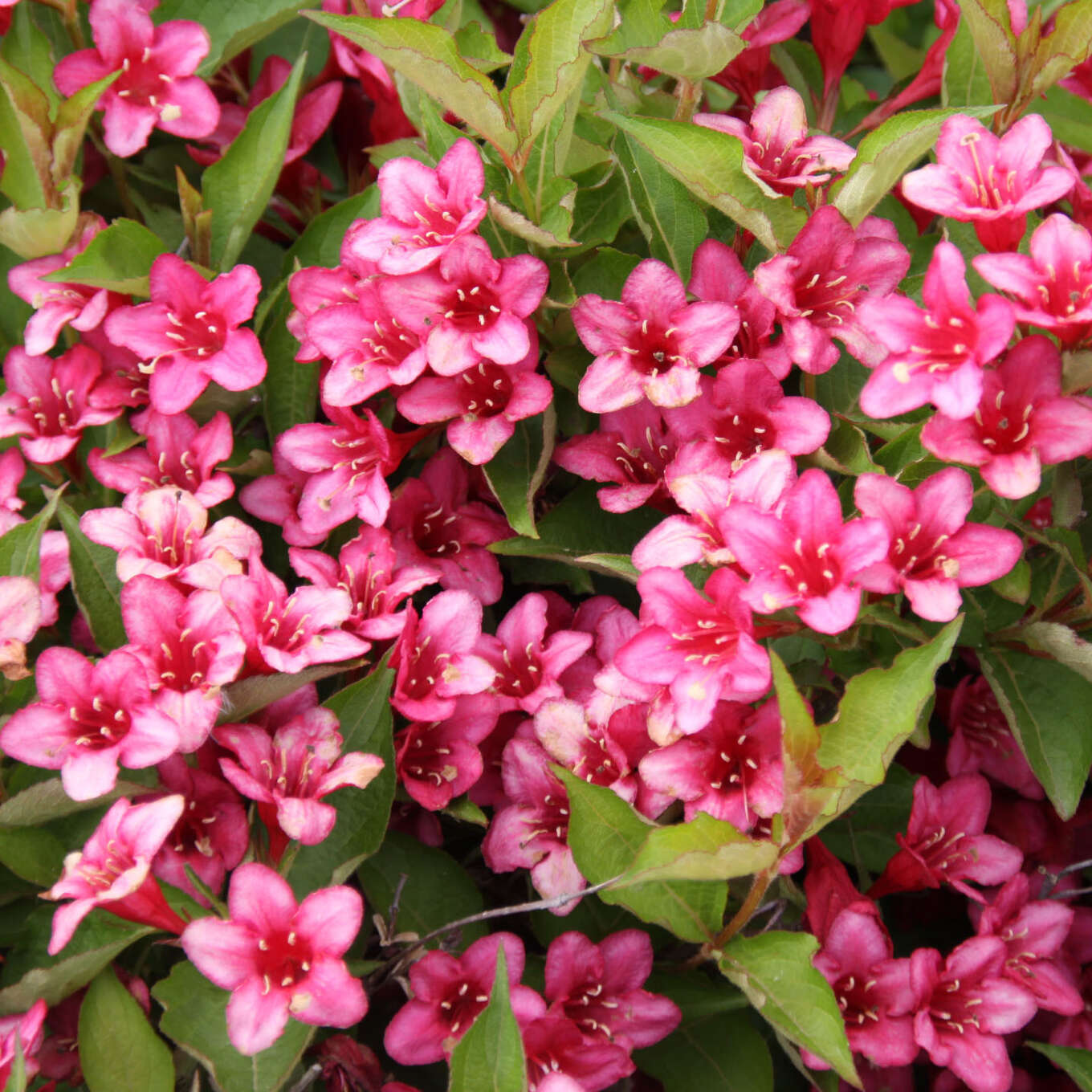 54+ Rote Weigelie Baldur, Die weigela &#039;red prince&#039; blüht in den