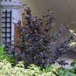 Fagus sylvatica 'Purpurea Nana': Bild 1/2