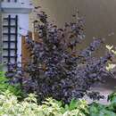 Fagus sylvatica 'Purpurea Nana' - Zwerg-Blutbuche