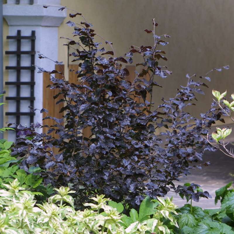 Zwerg-Blutbuche - Fagus sylvatica 'Purpurea Nana'