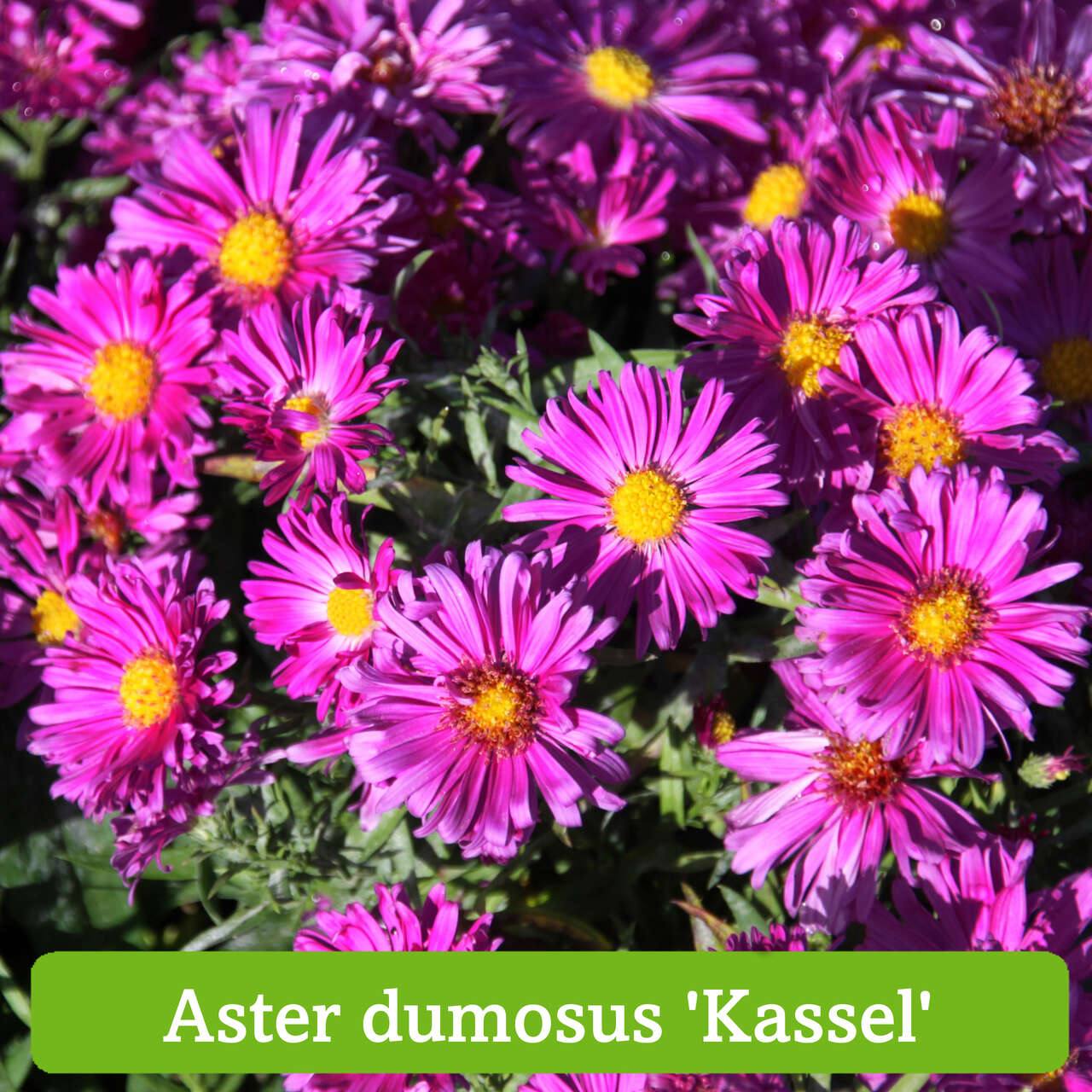 Ganzjahres Pflanzen Draussen