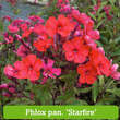 Ganzjahres-Blumenbeet Kollektion Nr. 520: Bild 9/15