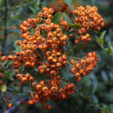 Pyracantha 'Orange Glow' - Feuerdorn