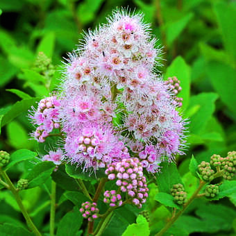 Spiraea humilis