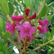 Rhododendron hirsutum: Bild 1/2