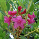 Rhododendron hirsutum - Gewimperter Almrausch
