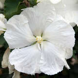 Hibiscus syriacus 'Diana' - Eibisch