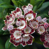 Kalmia latifolia 'Minuet' - Berglorbeer, Porzellanstrauch, Lorbeerrose