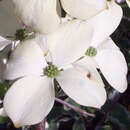 Amerikanischer Blumenhartriegel - Cornus florida