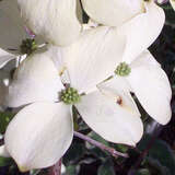 Amerikanischer Blumenhartriegel - Cornus florida