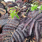 Albizia julibrissin 'Chocolate Fountain' - Roter Hänge-Seidenbaum