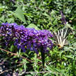 Buddleja davidii 'Empire Blue': Bild 4/5