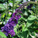 Buddleja davidii 'Empire Blue' - Sommerflieder