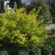 Physocarpus opulifol. 'Dart's Gold': Bild 4/5