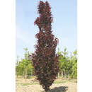 Fagus sylvatica 'Dawyck Purple' - Säulen-Blutbuche