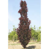 Fagus sylvatica 'Dawyck Purple' - Säulen-Blutbuche