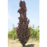Fagus sylvatica 'Dawyck Purple' - Säulen-Blutbuche