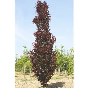 Fagus sylvatica 'Dawyck Purple'