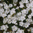 Dianthus gratianopolitanus 'La Bourboule White': Bild 2/2