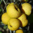 Chaenomeles japonica: Bild 5/5