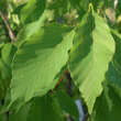 Fagus engleriana: Bild 1/4