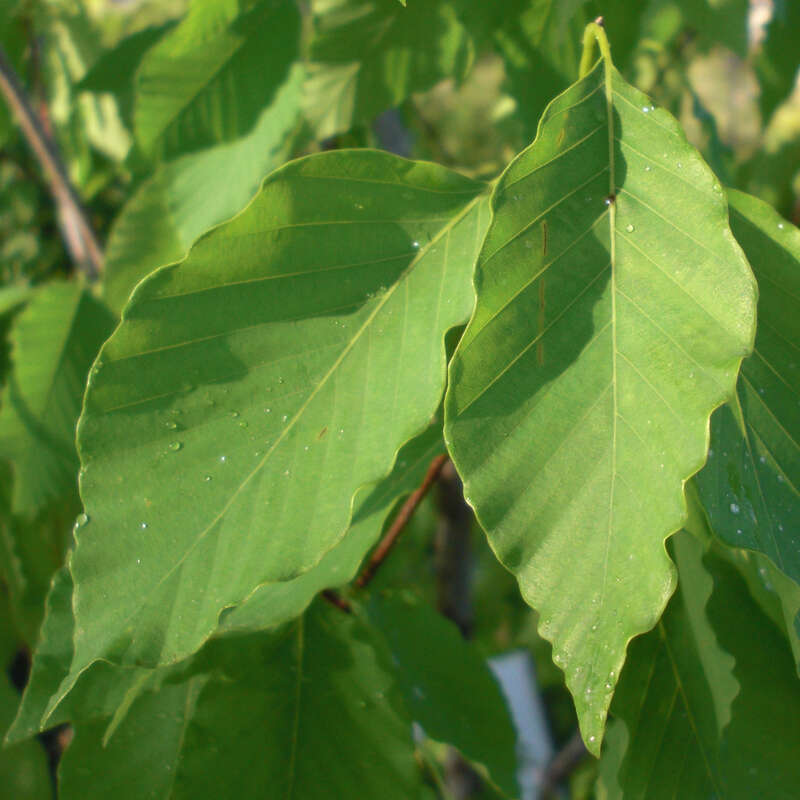 Chinesische Buche - Fagus engleriana