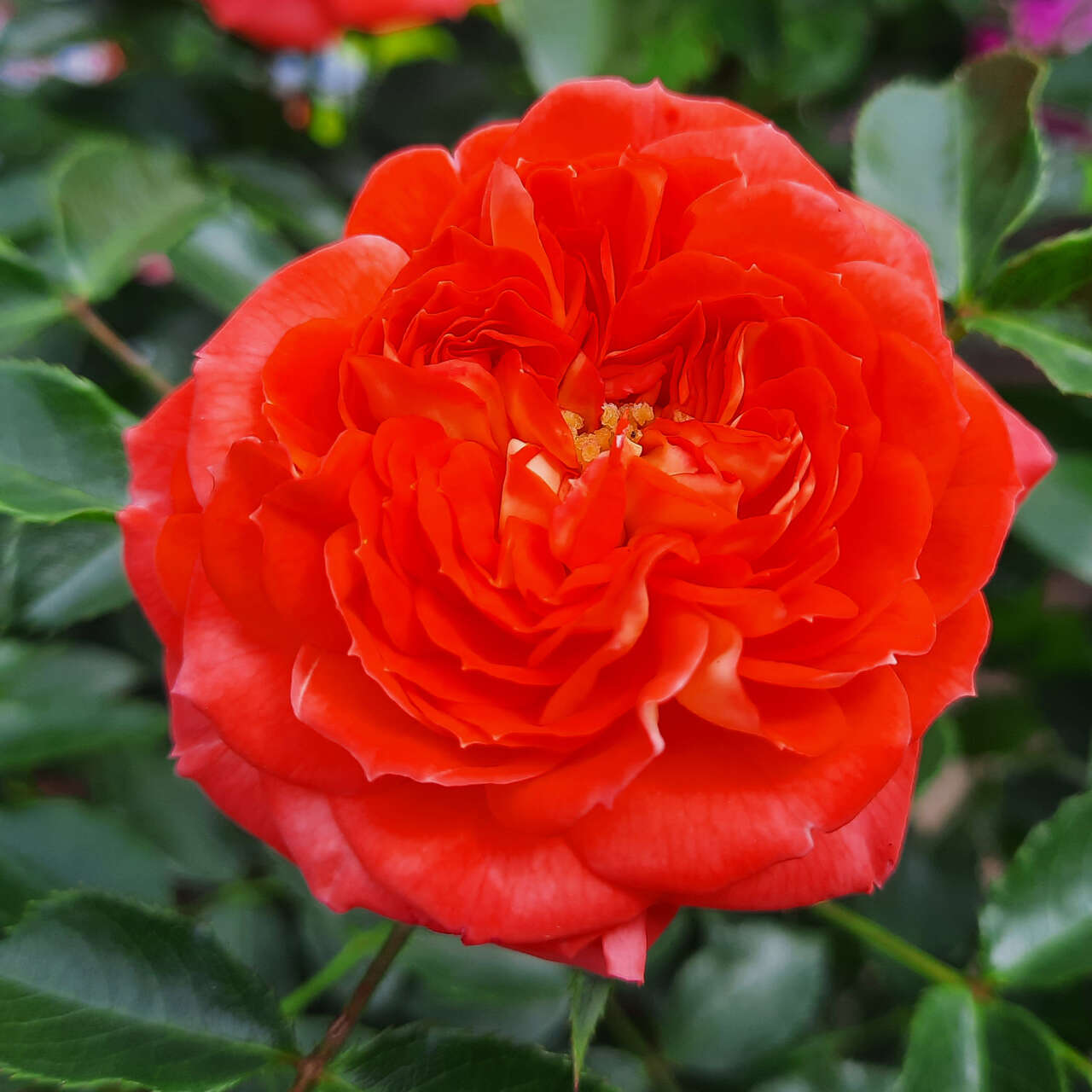 Moderne Kletterrose, Mini-Rambler - Rose 'Starlet Carmen' - orange