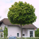 Kugelahorn - Acer platanoides 'Globosum'